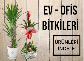 EV OFİS BİTKİLERİ